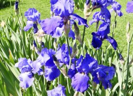 006 - mary mc clellan 1952